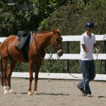 How to Bond with Your Horse