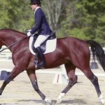 How to Do Bounce Strides with Your Horse