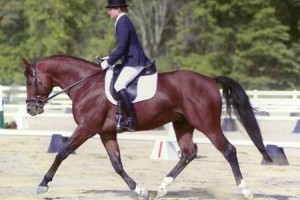 bounce on horse