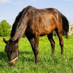 How to Keep Your Horse at Grass