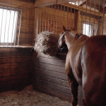 How to Choose the Right Stable for Your Horse