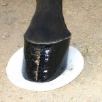 How to Care Horse’s Hooves
