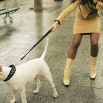 How to Train your Dog for Leash-less Walking
