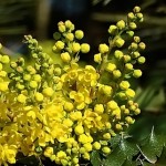 How to Use Oregon Grape