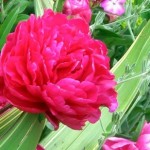 How to Use Peony