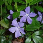 How to Use Periwinkle