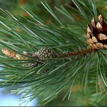 How to Use Pine