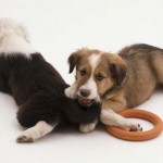 How to Train Dogs to Seek and Play-Biting 