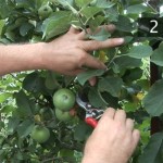 How to Prune Fruit Trees 