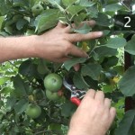 How to Prune Fruit Trees