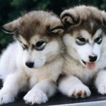 How to Find the Perfect Playmates for your Puppies