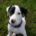 How to Train your Puppies to have Greeting Manners