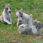 How to Train your Dogs to overcome over-Exuberant Greetings