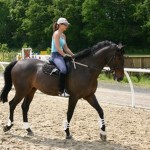 How to Ride a Horse – The Right Approach