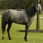 How to Buy the Right Horse