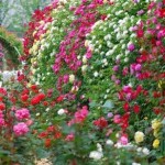 How to Plant Roses in Your Garden