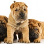 How to Set Limits for your Puppies