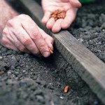 How to Sow Seeds Outdoors 