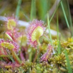 How to Use Sundew