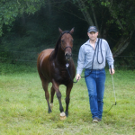 How to Train a Horse to Lunge