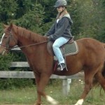 How to Recognize and Understand Your Horse’s Behavior