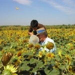 How to Use Sunflower