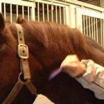 How to Get Rid of Worms in Your Horse’s Body