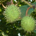 How to Use Horse-chestnut