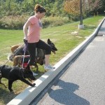 How to Teach your dog to walk Correctly on the Lead