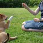 How to Train your Dog using Effective spoken language