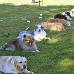 How to Teach your Dog the "Stay" Command