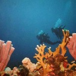 How to Dive in the Red Sea