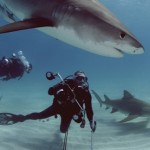 How to Dive with Big Animals 