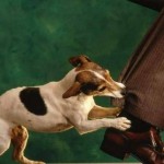 How to Train Dogs that are Attention-Seeking and Play-Biting