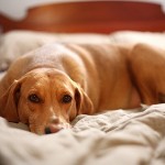How to Treat Your Dog When He Has Diseases of the Testicles
