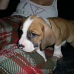 How to Treat your Dog when he has the bully Syndrome