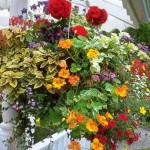 How to Create a Hanging Basket