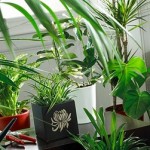 How to Care for Houseplants 