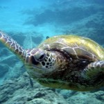 How to Record Video Underwater