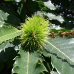 How to Use Sweet Chestnut