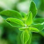 How to Use Sweet Marjoram