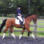 How to Trot Your Horse