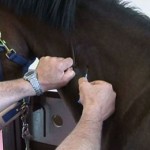How to Vaccinate a Horse