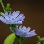 How to Use Wallflower and Chicory