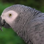 How to Keep African Greys