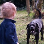 How to Chase Away Angry Dogs