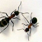 How to Get Rid of Ants