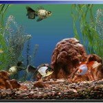 How to Care for the Fly in Your Aquarium