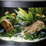 How to Cope with Different Kinds of Aquarium Crisis 