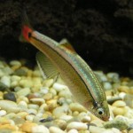 How to Choose Live Foods in your Aquarium
